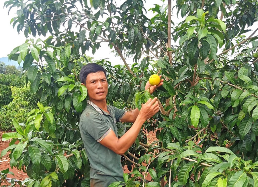 Hiện 100 cây vú sữa Hoàng Kim mang lại thu nhập cho gia đình anh Nguyễn Văn Hưởng gần 160 triệu đồng/năm sau khi trừ chi phí. Ảnh: Ngọc Minh Hiện 100 cây vú sữa Hoàng Kim mang lại thu nhập cho gia đình anh Nguyễn Văn Hưởng gần 160 triệu đồng sau khi trừ chi phí. Ảnh: Ngọc Minh