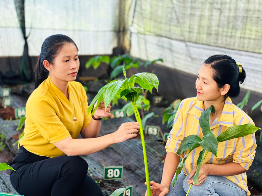 Chị Võ Thị Thùy Ngân (bìa trái) cùng đồng nghiệp tìm hiểu về quá trình sinh trưởng của cây thất diệp nhất chi hoa bản địa ở tỉnh Gia Lai. Ảnh: Minh Nhật