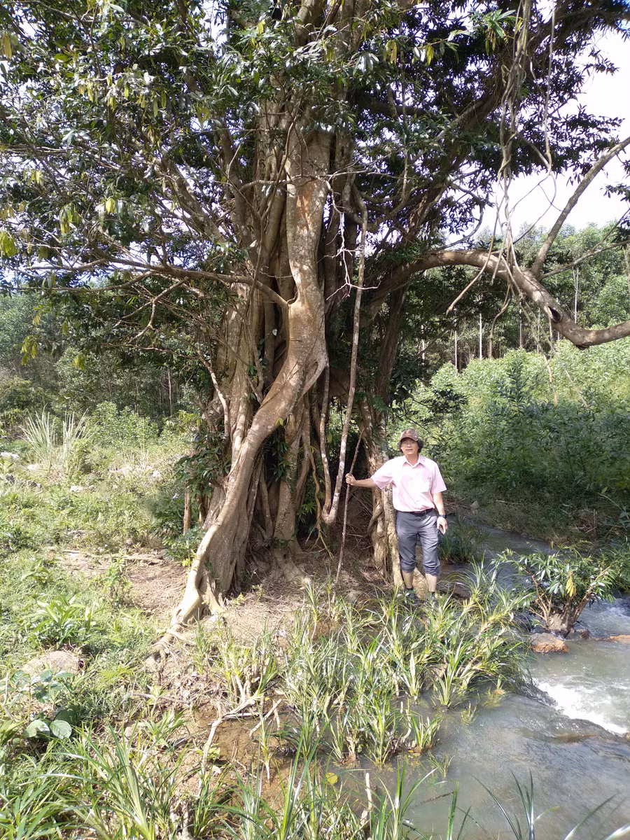 Cây đa cổ thụ ở chiến khu Xóm Ké. Ảnh: Bùi Quang Vinh