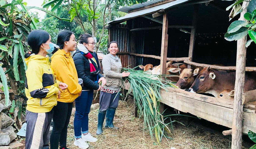  Gia đình chị H'Than (thứ 4 từ trái sang) được hỗ trợ bò để phát triển kinh tế. Ảnh: Nhật Hào