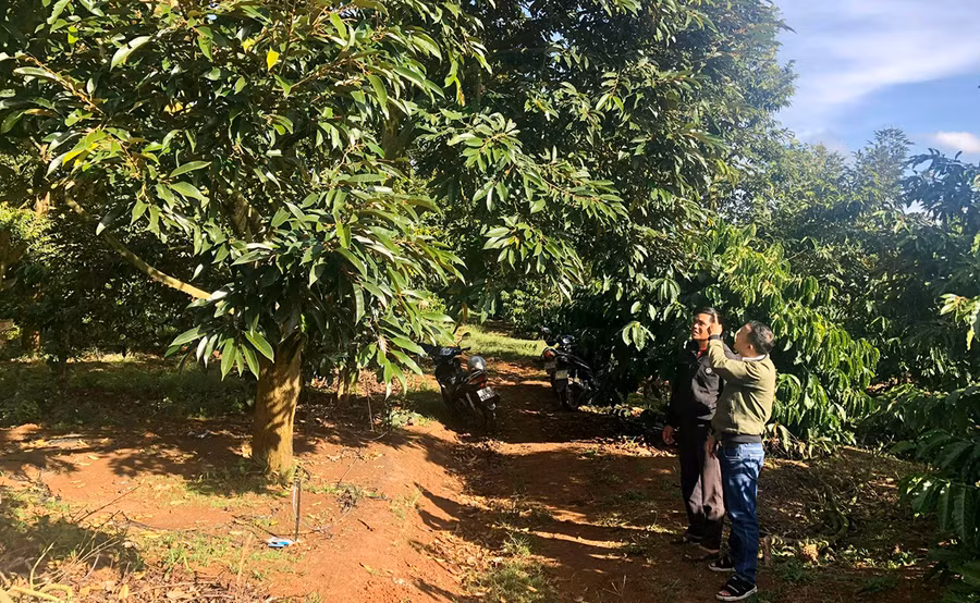  Người dân tham quan vườn sầu riêng trồng xen cà phê của gia đình anh Nheng. Ảnh: Lê Nam