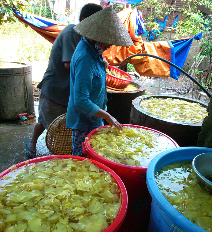 Chế biến mứt gừng ở làng Kim Long góp phần cho nhiều lao động ở địa phương có việc làm và thu nhập. Chế biến mứt gừng ở làng Kim Long góp phần cho nhiều lao động ở địa phương có việc làm và thu nhập.