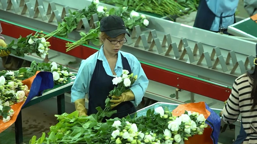 Phân loại hoa ở Dalat Hasfarm. Ảnh: Lâm Viên