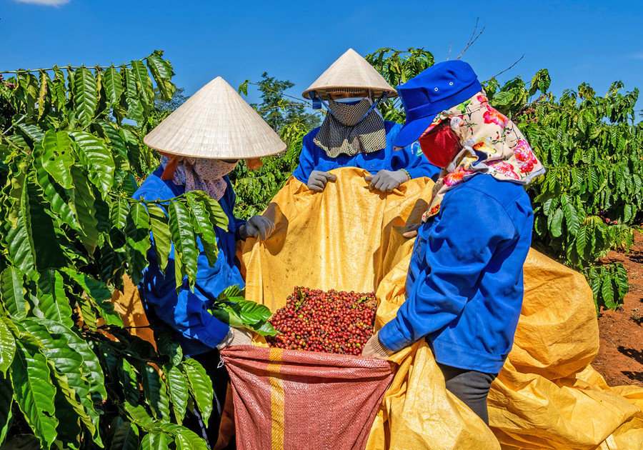 Nông dân xã Ia Hla (huyện Chư Pưh) thu hoạch cà phê. Ảnh: Anh Huy