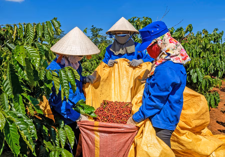 Nông dân xã Ia Hla (huyện Chư Pưh) thu hoạch cà phê. Ảnh: Anh Huy