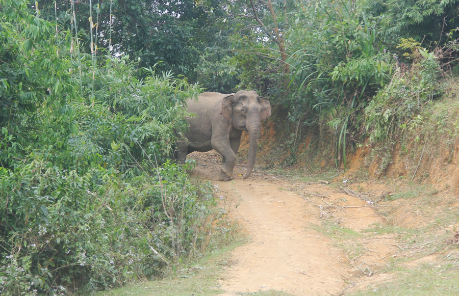 Con voi ở xã Châu Phong kiếm ăn gần tỉnh lộ 544. Ảnh: K.HOAN