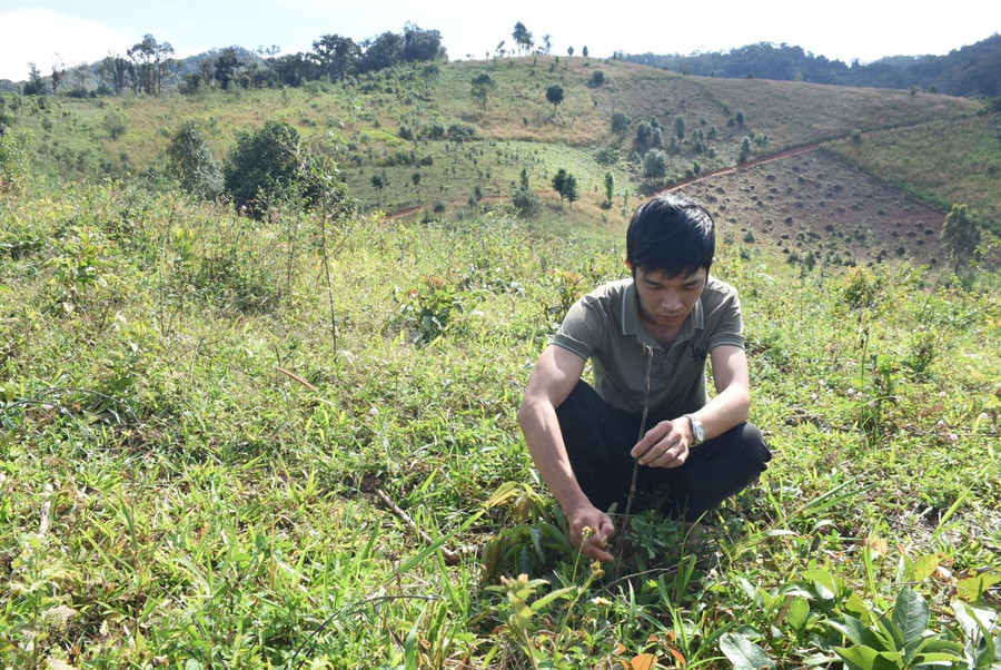Cây sơn tra trồng tại Tiểu khu 266 (xã Đăk Hà) bị chết khá nhiều. Ảnh: baokontum.com.vn