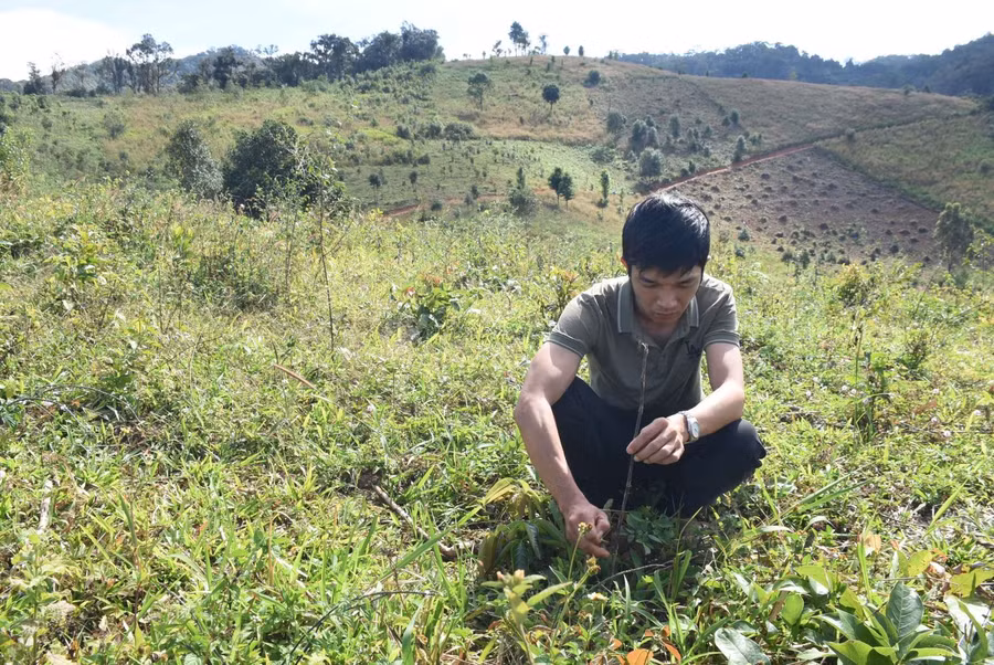 Cây sơn tra trồng tại Tiểu khu 266 (xã Đăk Hà) bị chết khá nhiều. Ảnh: baokontum.com.vn