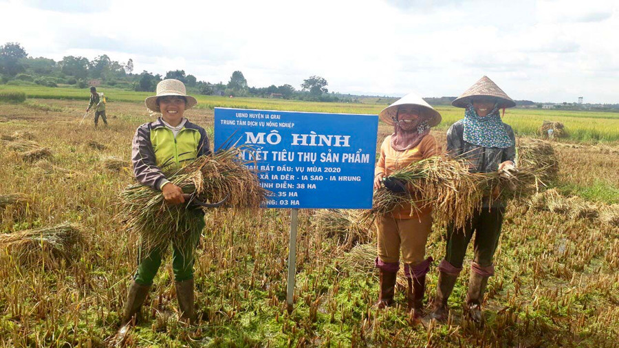 Người dân xã Ia Dêr (huyện Ia Grai) tham gia mô hình sản xuất lúa J02. Ảnh: Lê Nam