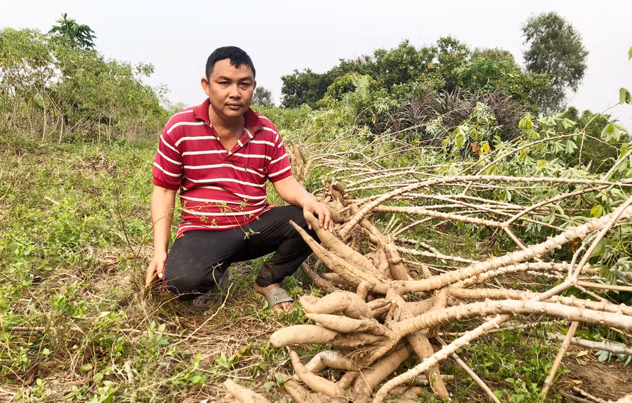 Giống mì HN3, HN5 trồng thử nghiệm tại xã Ia Rmok cho năng suất hơn 40 tấn/ha. Ảnh: Lê Nam