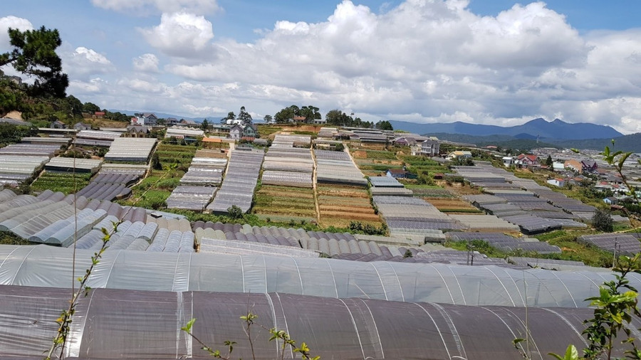 Đến năm 2030, khu vực nội ô Đà Lạt sẽ không còn nhà kính. Ảnh: Gia Bình