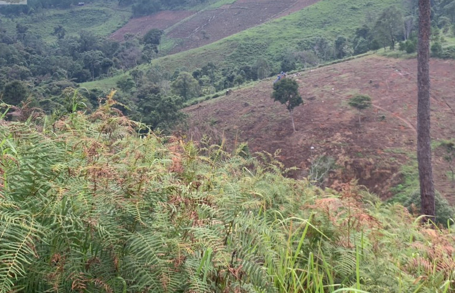 Khu vực tiểu khu 160A phát hiện thông 3 lá mới trồng chết không rõ nguyên nhân. Ảnh: CTV