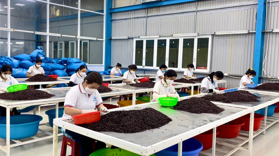 Công nhân làm việc tại khu chế biến hạt dưa của Công ty TNHH một thành viên Thương mại-Dịch vụ Thái Sơn Tây Nguyên (Cụm Công nghiệp Diên Phú, TP. Pleiku). Ảnh: Vũ Thảo