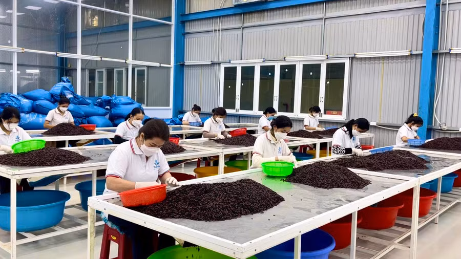 Công nhân làm việc tại khu chế biến hạt dưa của Công ty TNHH một thành viên Thương mại-Dịch vụ Thái Sơn Tây Nguyên (Cụm Công nghiệp Diên Phú, TP. Pleiku). Ảnh: Vũ Thảo