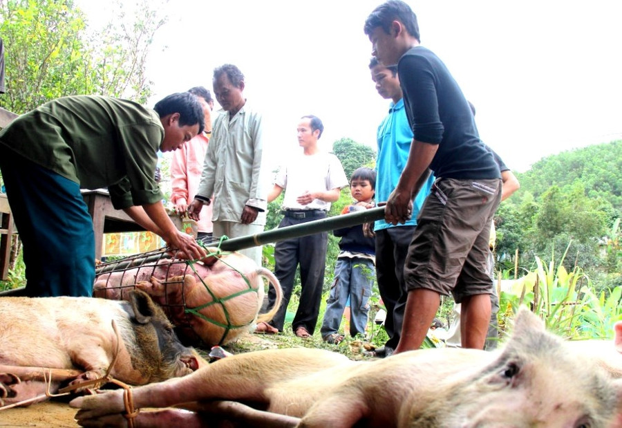 Tục “đòi của” của người Cơ Tu khiến những đám cưới trở nên tốn kém cho gia đình nhà trai (Trong ảnh: Heo được sắm trong một đám cưới Cơ Tu). Ảnh: Hoàng Sơn
