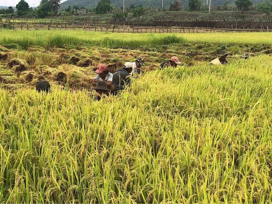  Người dân xã Ayun thu hoạch lúa vụ mùa 2022. Ảnh: Lê Nam