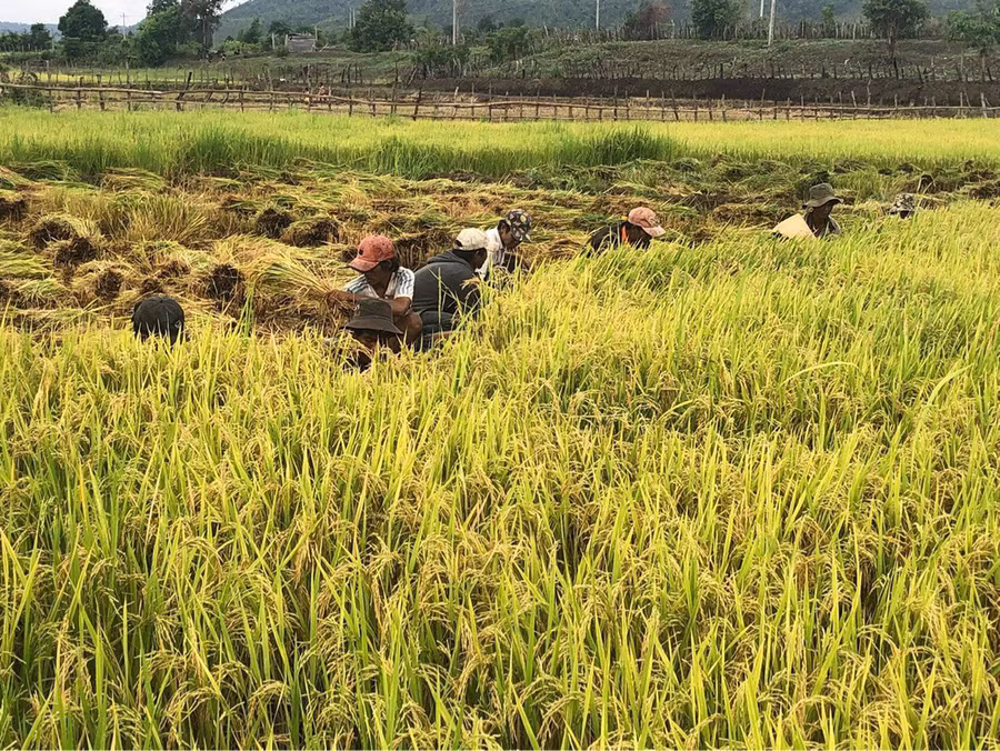  Người dân xã Ayun thu hoạch lúa vụ mùa 2022. Ảnh: Lê Nam