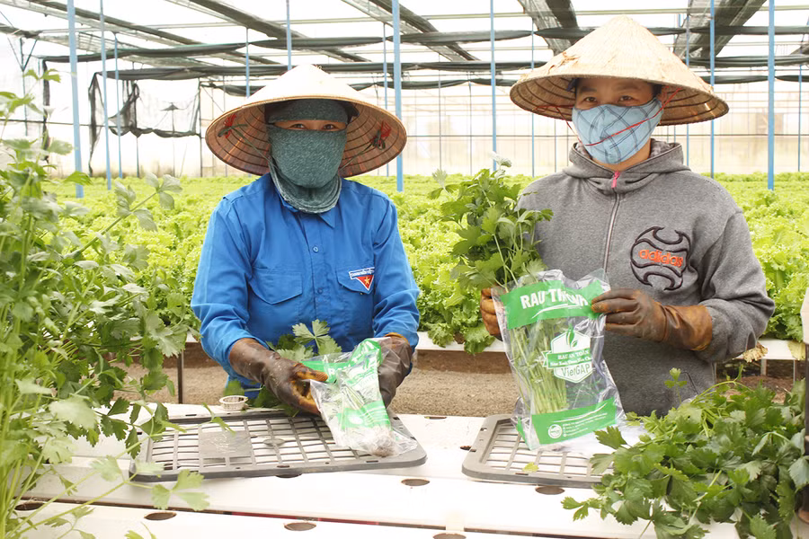 Công ty TNHH một thành viên Hương Đất An Phú (TP. Pleiku) ứng dụng tiến bộ khoa học công nghệ vào trồng rau thủy canh. Ảnh: Nguyễn Diệp