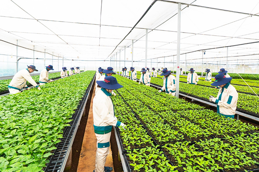 Vườn ươm giống chanh dây của Công ty cổ phần Quốc tế Thông Đỏ. Ảnh: Ngọc Sang