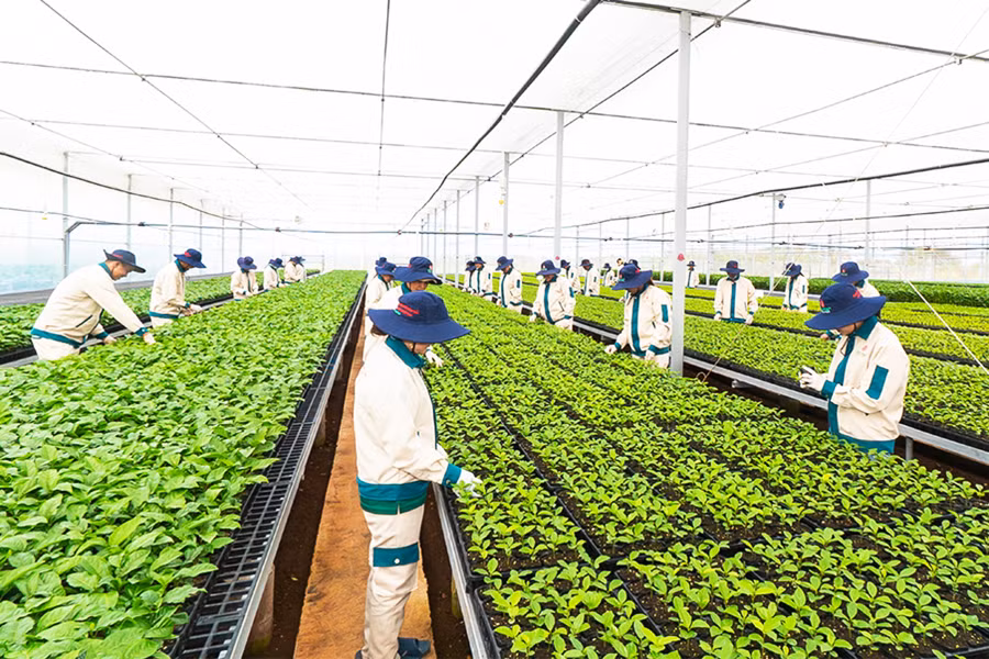 Vườn ươm giống chanh dây của Công ty cổ phần Quốc tế Thông Đỏ. Ảnh: Ngọc Sang