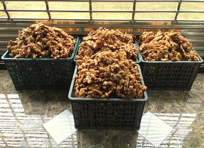 Gừng tươi làm mứt được trồng tại địa phương.