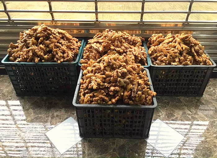 Gừng tươi làm mứt được trồng tại địa phương.