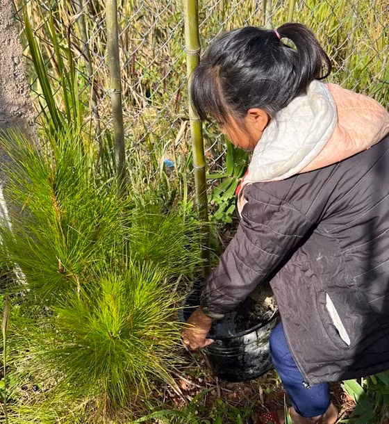 Học sinh ở huyện Tu Mơ Rông chăm sóc rừng trồng chống sạt lở ở trường.