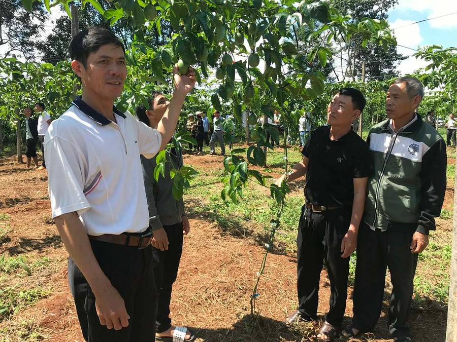  Nông dân tham quan mô hình sản xuất chanh dây theo tiêu chuẩn VietGAP