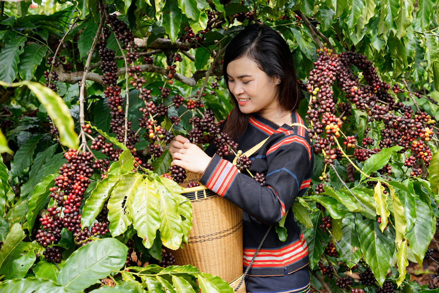 Người dân thu hoạch cà phê. Ảnh: Phạm Quý