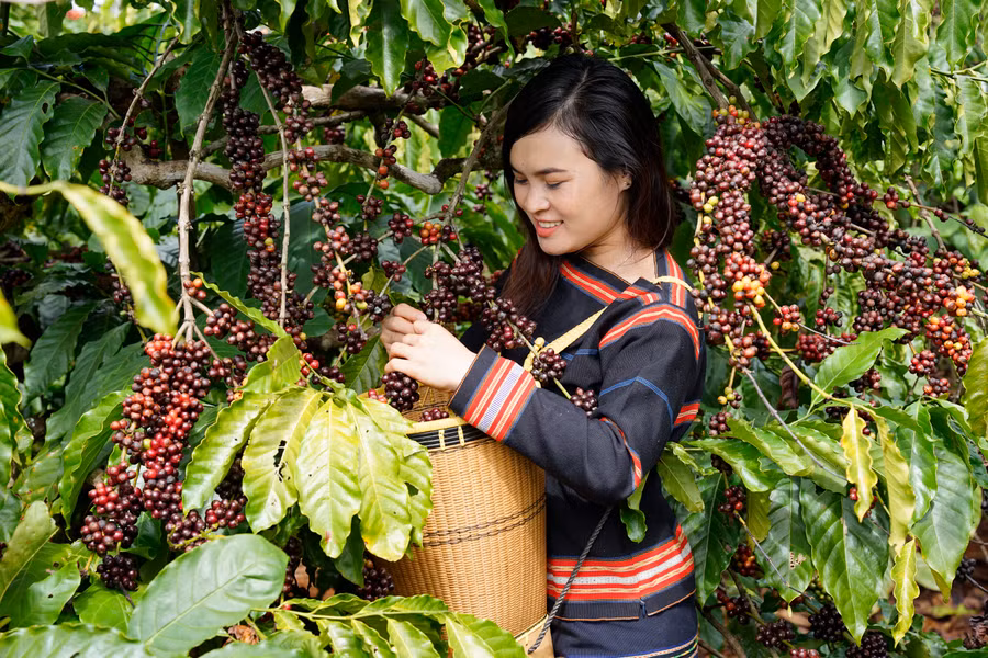 Người dân thu hoạch cà phê. Ảnh: Phạm Quý