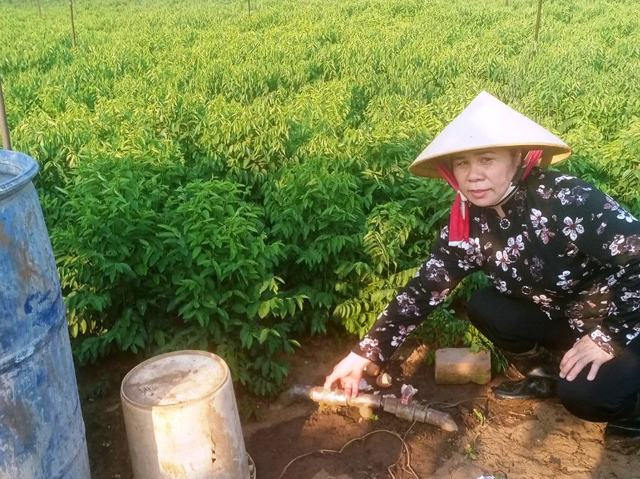  Bà Trần Thị Hồng Yến tưới và phun rau từ phân bón tự ủ bằng hình béc tưới. Ảnh: Nhật Hào