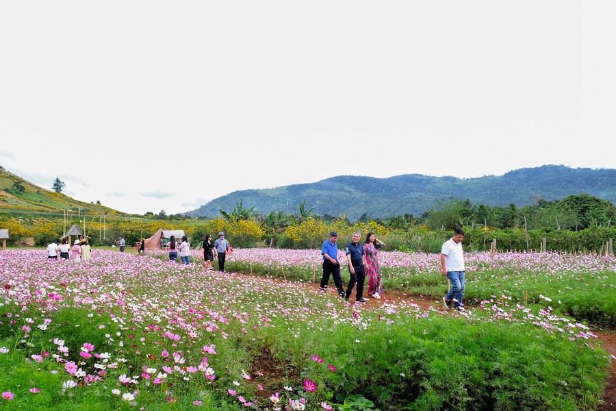 Du khách đến với vườn hoa cánh bướm dưới chân núi lửa Chư Đang Ya-một trong những diểm du lịch hấp dẫn nhất của tỉnh Gia Lai. Ảnh: Minh Châu
