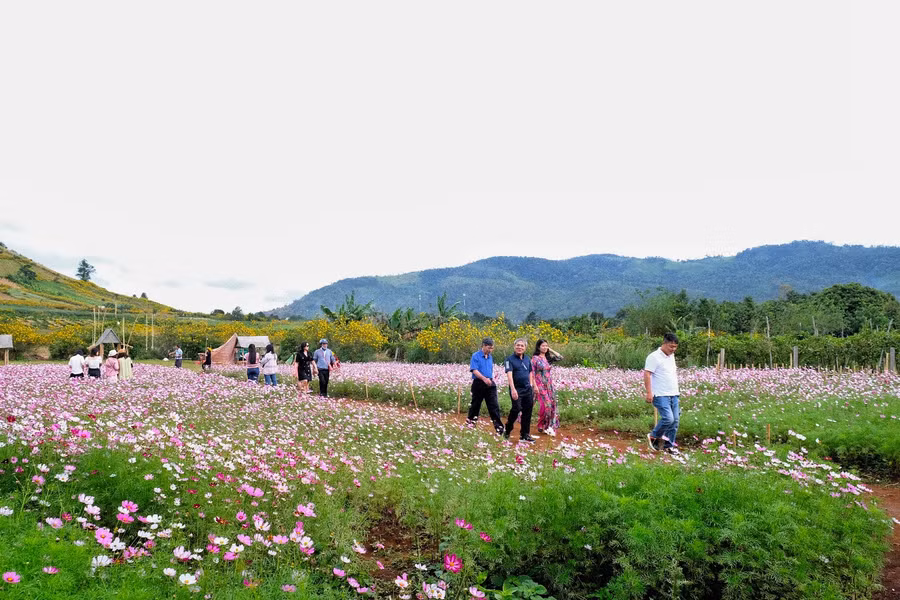 Du khách đến với vườn hoa cánh bướm dưới chân núi lửa Chư Đang Ya-một trong những diểm du lịch hấp dẫn nhất của tỉnh Gia Lai. Ảnh: Minh Châu