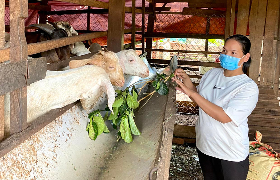 Mô hình nuôi dê hiệu quả của chị Chi hội trưởng Chi hội Phụ nữ làng Sơr Siu H'Chuyên (xã Ia Boòng, huyện Chư Prông). Ảnh: Hà Duy