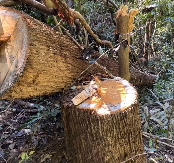 Tổng cộng đã có 147m3 gỗ bị thiệt hại.