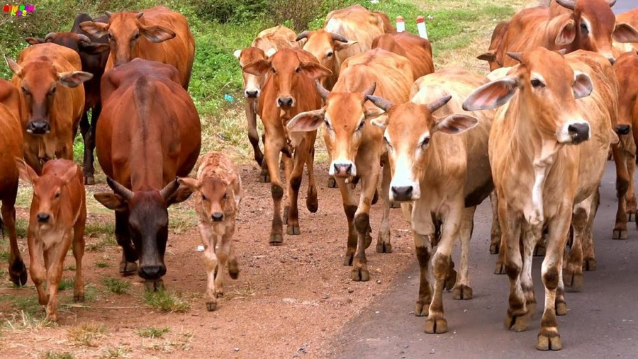 Tăng cường kiểm soát vận chuyển trâu, bò qua biên giới. Ảnh: