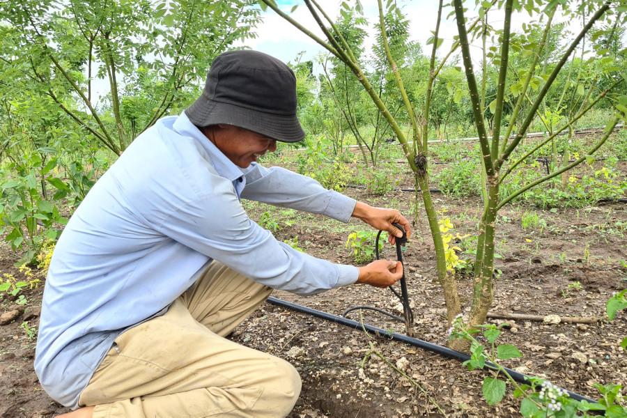 Trang trại lắp đặt hệ thống tưới nước tự động đến từng gốc cây. Ảnh: Ngọc Sang
