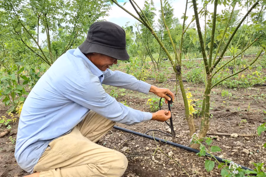 Trang trại lắp đặt hệ thống tưới nước tự động đến từng gốc cây. Ảnh: Ngọc Sang