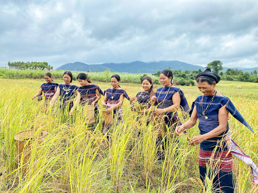 Phụ nữ Bahnar lên rẫy suốt những bông lúa bằng tay để chuẩn bị dâng các vị thần linh trong lễ mừng lúa mới. Ảnh: Hoàng Ngọc