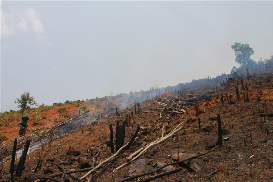 Hiện trường một vụ phá rừng ở tỉnh Đắk Lắk. Ảnh minh họa: Bảo Trung
