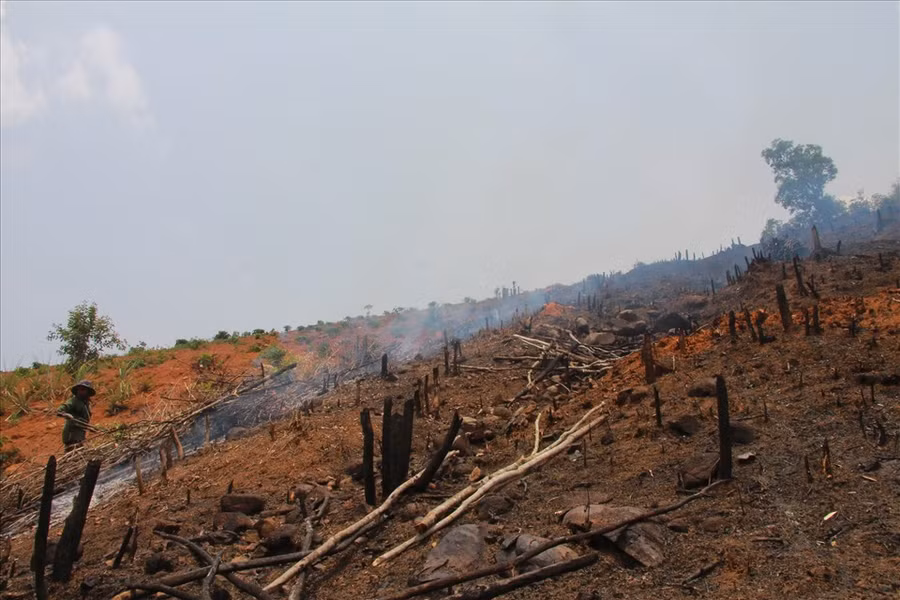 Hiện trường một vụ phá rừng ở tỉnh Đắk Lắk. Ảnh minh họa: Bảo Trung