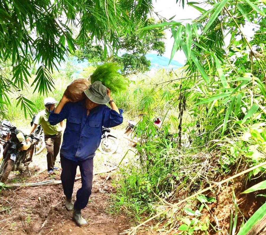 Đa số diện tích đất lâm nghiệp bị lấn chiếm được thu hồi để trồng rừng đang là rẫy sản xuất của người dân có điều kiện kinh tế khó khăn. Ảnh: Minh Phương Đa số những diện tích đất lâm nghiệp thu hồi của người dân để trồng rừng là của đồng bào dân tộc thiểu số có điều kiện kinh tế rất khó khăn. Ảnh: Minh Phương