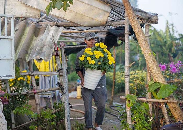 Làng hoa Phú Mậu tất bật cho vụ Tết.