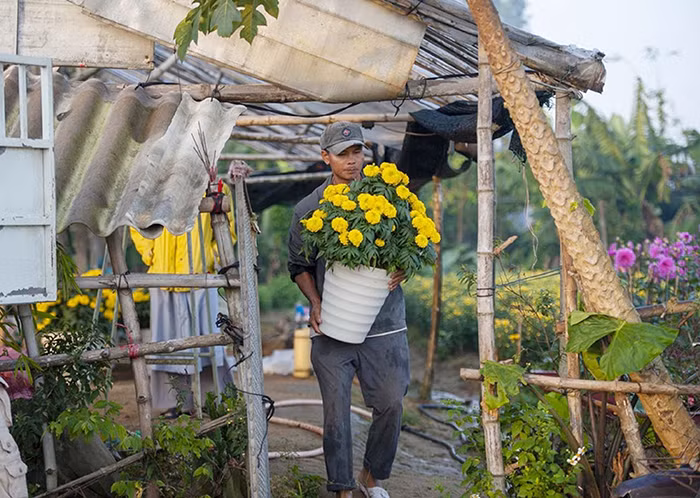 Làng hoa Phú Mậu tất bật cho vụ Tết.