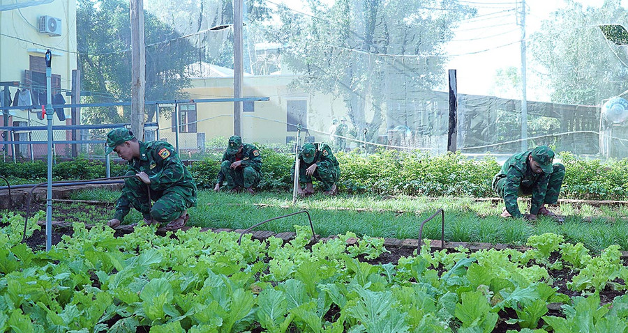 Cán bộ, chiến sĩ Đồn Biên phòng Ia O chăm sóc vườn rau xanh của đơn vị. Ảnh: Thiên Thanh  Cán bộ, chiến sĩ Đồn Biên phòng Ia O chăm sóc vườn rau xanh của đơn vị. Ảnh: Thiên Thanh