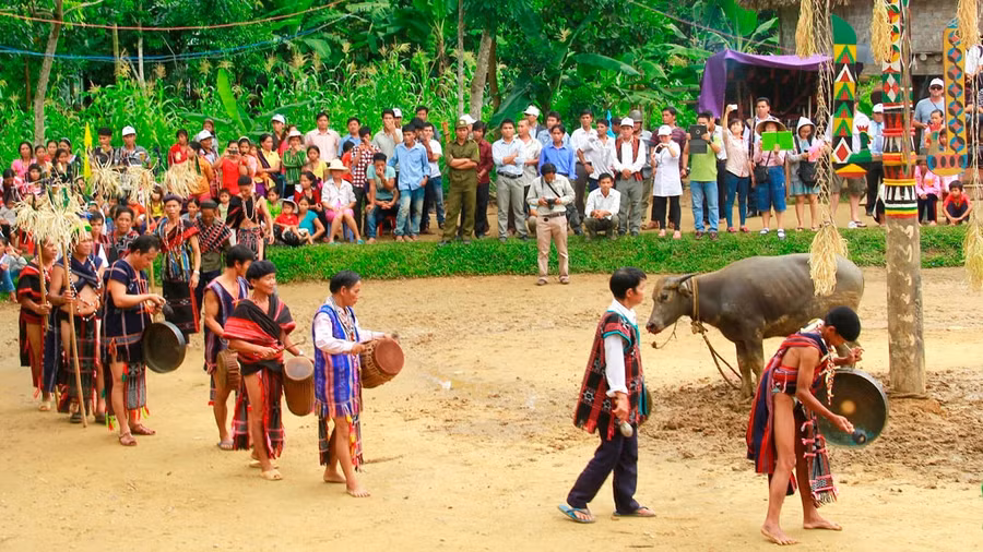 Riêng với đồng bào Cơ Tu ở Tây Giang, nghi thức đâm trâu đã không còn được tổ chức từ 6 năm qua. Ảnh: Hoàng Sơn