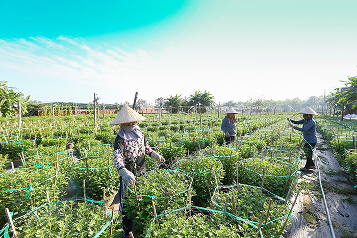Nhiều diện tích trồng hoa cúc vàng, hoa công nghệ cao phục vụ Tết trên địa bàn TP Đà Nẵng bị ảnh hưởng bởi trận mưa lũ lịch sử giữa tháng 10 đang được khôi phục lại.