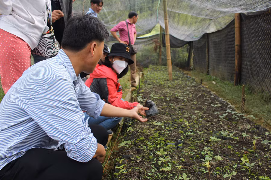 Các nhà khoa học đến hướng dẫn cách trồng và chăm sóc thảo dược quý tại Lai Châu.
