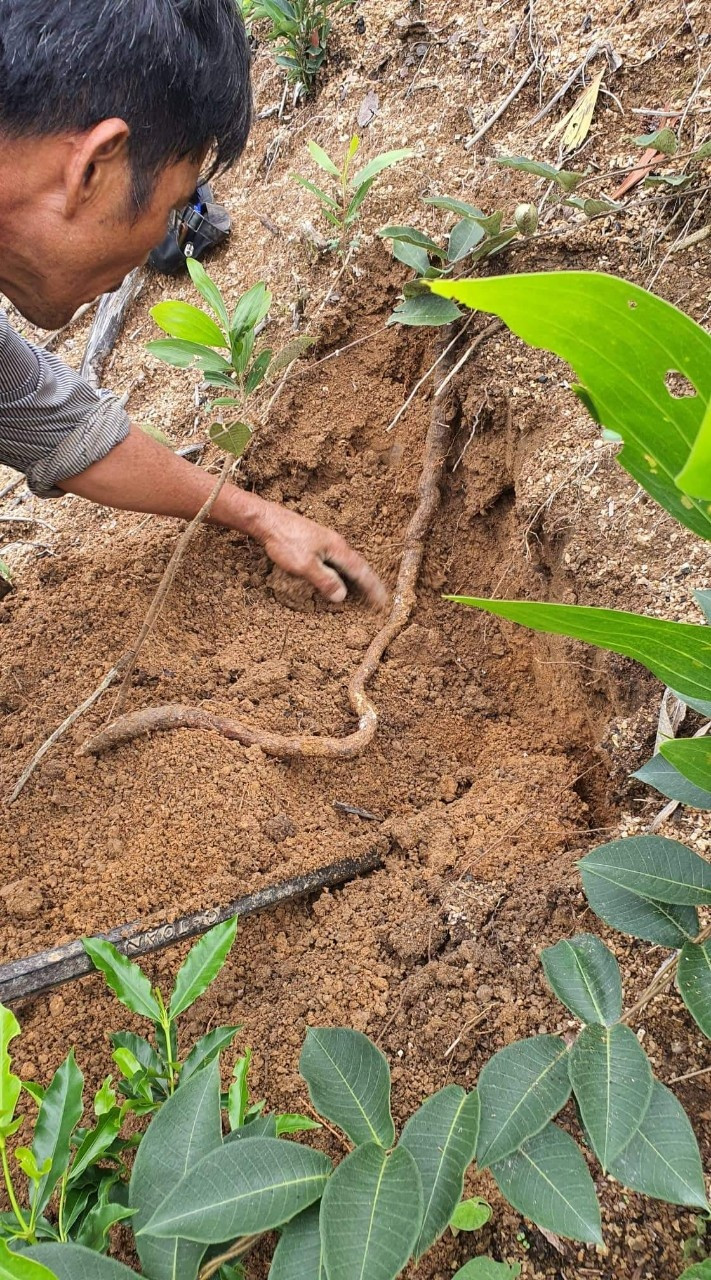 Ông Trung phát hiện cây hà thủ ô và chỉ cho chúng tôi xem. Ảnh: Quang Viên
