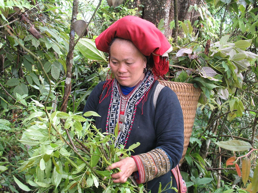Bà Chảo Sử Mẩy đi hái thuốc tắm. Ảnh: NVCC
